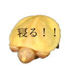 黄色い亀との日常（個別スタンプ：4）
