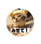 ねこ？くま？（個別スタンプ：4）