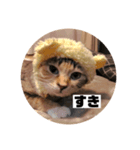 ねこ？くま？（個別スタンプ：6）