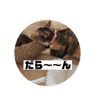 ねこ？くま？（個別スタンプ：7）
