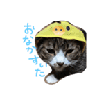 ふうちゃんスタンプ 1（個別スタンプ：8）