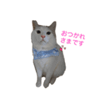 ミルクココアの日常スタンプ♬*゜（個別スタンプ：11）