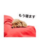 しろうちゃんスタンプ（個別スタンプ：4）