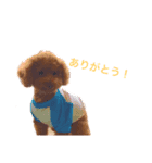 しろうちゃんスタンプ（個別スタンプ：8）