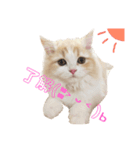 初猫ちゃんスタンプ ひな（個別スタンプ：1）