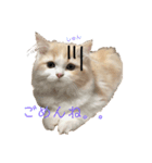 初猫ちゃんスタンプ ひな（個別スタンプ：3）