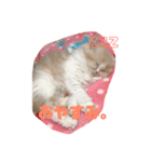 初猫ちゃんスタンプ ひな（個別スタンプ：5）