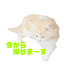 初猫ちゃんスタンプ ひな（個別スタンプ：7）