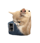 初猫ちゃんスタンプ ひな（個別スタンプ：8）