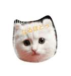 うちの子、クッキーとミルク（個別スタンプ：4）