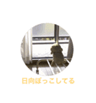 今日のうしちゃん2（個別スタンプ：31）