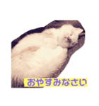 むにまるスタンプ（個別スタンプ：3）