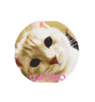 むにまるスタンプ（個別スタンプ：4）