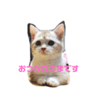 むにまるスタンプ（個別スタンプ：5）