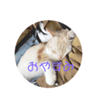むにまるスタンプ（個別スタンプ：6）