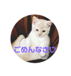むにまるスタンプ（個別スタンプ：8）