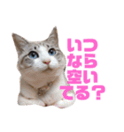 誰かと会う為の猫スタンプ（個別スタンプ：1）