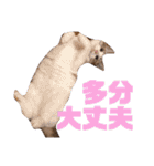 誰かと会う為の猫スタンプ（個別スタンプ：4）