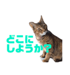 誰かと会う為の猫スタンプ（個別スタンプ：7）