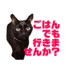 誰かと会う為の猫スタンプ（個別スタンプ：8）