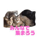 誰かと会う為の猫スタンプ（個別スタンプ：9）