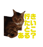 誰かと会う為の猫スタンプ（個別スタンプ：14）