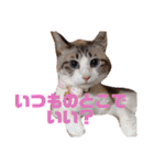 誰かと会う為の猫スタンプ（個別スタンプ：15）