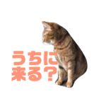 誰かと会う為の猫スタンプ（個別スタンプ：17）
