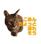 誰かと会う為の猫スタンプ（個別スタンプ：18）