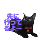 誰かと会う為の猫スタンプ（個別スタンプ：19）