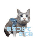 誰かと会う為の猫スタンプ（個別スタンプ：20）
