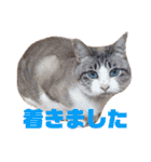 誰かと会う為の猫スタンプ（個別スタンプ：22）