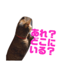 誰かと会う為の猫スタンプ（個別スタンプ：23）