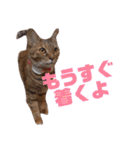 誰かと会う為の猫スタンプ（個別スタンプ：26）