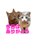 誰かと会う為の猫スタンプ（個別スタンプ：30）
