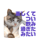 誰かと会う為の猫スタンプ（個別スタンプ：31）