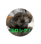 メロメロトイプー（個別スタンプ：1）