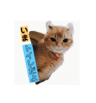 にゃーにゃーおかき（個別スタンプ：1）