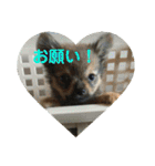 ワン達の日常スタンプ2（個別スタンプ：2）