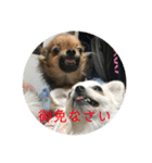 ワン達の日常スタンプ2（個別スタンプ：5）