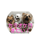 ワン達の日常スタンプ2（個別スタンプ：9）