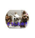 ワン達の日常スタンプ2（個別スタンプ：11）