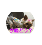 ワン達の日常スタンプ2（個別スタンプ：12）