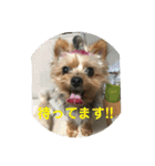 ワン達の日常スタンプ2（個別スタンプ：13）
