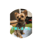 ワン達の日常スタンプ2（個別スタンプ：15）