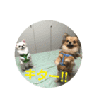 ワン達の日常スタンプ2（個別スタンプ：16）