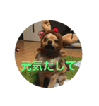 ワン達の日常スタンプ2（個別スタンプ：17）