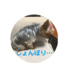 ワン達の日常スタンプ2（個別スタンプ：19）