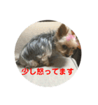 ワン達の日常スタンプ2（個別スタンプ：20）