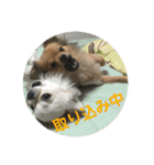 ワン達の日常スタンプ2（個別スタンプ：21）